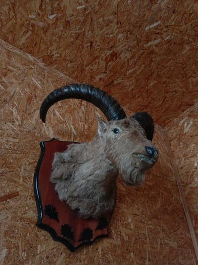 The image displays a taxidermied goat or ibex head mounted on an interior wall in Gorka, Russia. The animal head, positioned looking slightly to the right, features light brown fur and prominent dark, ridged horns that curve backward and upward. It is affixed to a shield-shaped wooden plaque, which is dark reddish-brown with a black painted border and black stylized leaf or acorn patterns along its lower edge. The wall behind the mount is constructed from oriented strand board (OSB), exhibiting a light brown, textured surface composed of compressed wood flakes. No individuals, actions, or interactions are visible within the frame.