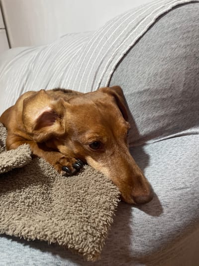 The image shows a close-up of a small, brown dachshund dog being held by a person. The dog is nestled into the person's clothing, which appears to be a grey t-shirt with white pinstripes. A fuzzy, taupe-colored towel is also visible, with the dog's paw resting on it. The dog's face is turned towards the camera, with one eye clearly visible and the other partially obscured. Its ears are floppy and characteristic of the breed. The overall impression is one of comfort and affection. The lighting suggests an indoor setting, likely during the day, though no specific time can be determined. No text is visible in the image. The location context provided is La Línea de la Concepción, Spain.