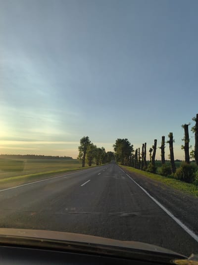 The image depicts a straight asphalt road in the city of Dzyarzhynsk, Belarus, under a clear sky. The road is lined with trees on both sides. On the right side of the road, trees have been pruned into distinctive shapes, resembling vertical poles with branches sprouting from the tops. On the left side, there are fields of green vegetation stretching towards a distant line of trees. The perspective suggests the photo was taken from a vehicle, with the dashboard visible in the foreground. The lighting indicates either sunrise or sunset, casting a warm glow on the horizon.