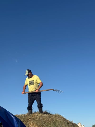 A man wearing a yellow t-shirt, black pants, and black boots stands on top of a haystack, holding a pitchfork. He is wearing a baseball cap. The sky is clear and blue. The scene appears to be in Kraishevo, Russia.