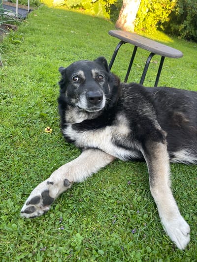 The image shows a black and tan dog lying on its back on a green grassy lawn. The dog's legs are splayed out, and it is looking directly at the camera with an alert expression. A small, partially eaten apple is on the grass near the dog. In the background, there is a wooden chair with black metal legs, some green foliage, and a hint of a fence. The lighting suggests it is daytime, possibly late afternoon or early morning, with sunlight casting shadows on the grass. The presence of lush green grass and leaves indicates a warm weather season. The overall setting appears to be a backyard or park in Jelgava, Latvia. There is no visible text in the image.