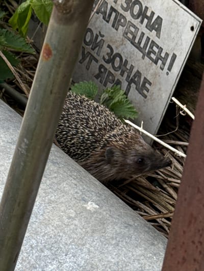The image, taken in Molodezhnyi, Russia, shows a hedgehog partially concealed amongst debris and vegetation. The hedgehog is positioned between a galvanized metal sheet and a sign, with dry straw and green leafy plants visible around it. A metal pipe obscures part of the foreground view. The sign is in Russian, with some visible text including "ЗОНА ПРЕЩЕН!" (Zone Prohibited!). The environment is cluttered, suggesting a neglected or unattended area.