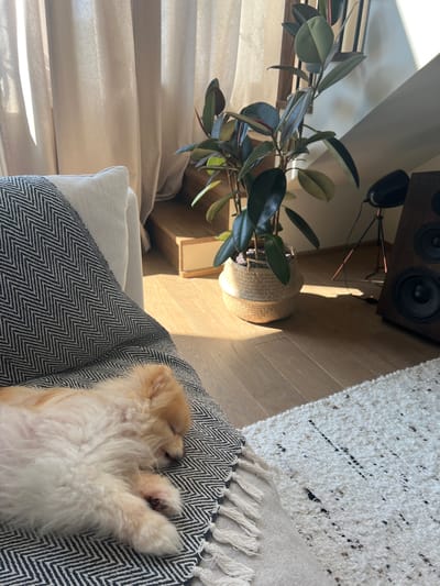 An adorable, fluffy, light brown Pomeranian dog sleeps peacefully on a black and white chevron patterned throw blanket, which is draped over a light-colored couch. The dog is positioned on the lower left side of the image, curled up with its back facing the viewer. The throw blanket has cream-colored tassels hanging from its edge. To the right of the couch, a large potted Ficus elastica plant with dark green leaves stands in a woven basket. Behind the plant, a wooden staircase with light-colored steps leads upwards. Sunlight streams in from the left, casting shadows on the wooden floor and the rug. A tall, dark speaker is visible on the right side of the image, and a portion of a textured cream-colored rug is in the lower right corner. The setting appears to be a modern, well-lit living room. The image's context suggests a domestic scene, potentially a home in Józefosław, Poland, given the information provided.