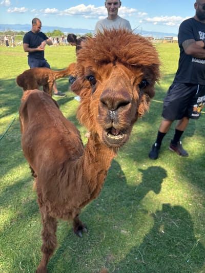 In Malo Buchino, Bulgaria, on a bright, sunny day with a few scattered clouds, an outdoor gathering is taking place on a grassy field. The foreground is dominated by a close-up shot of a brown alpaca, its face filling the frame. The alpaca has a curious expression, its mouth slightly open, revealing its teeth. To the right of the alpaca, a person wearing black shorts and a black t-shirt with "MADAFA" printed on it stands with arms crossed, looking away from the camera. Behind them, another person, a man with short hair and a white t-shirt, is visible, smiling. In the background, several other people are gathered, some appearing to interact with other alpacas. The environment is characteristic of a rural or park setting, with a fence and distant structures suggesting the edge of the property or a neighboring area. The overall scene depicts a casual, daytime interaction between humans and animals in an open-air setting.