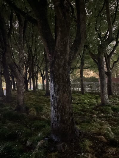 The image displays a nocturnal or low-light scene within a tree grove located in Yanqiao, China. A prominent tree with dark, textured bark occupies the central foreground. The ground immediately surrounding and extending into the midground is covered with sparse, desaturated green grass and visible soil. A series of numerous other trees, possessing dark trunks and branches, recede into the background, forming a dense linear arrangement. Beyond this treeline, artificial light sources are discernible in the far background, indicating the presence of urban infrastructure. Faint vertical elements, appearing red and white, are visible on the far left, potentially identifying as barriers or poles. A dark, low-level fence or railing stretches horizontally across the mid-background. No individuals, activities, or interactions are present in the depicted environment.