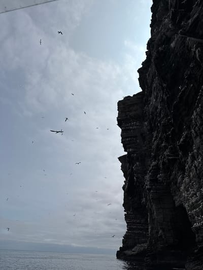 This media file depicts a dramatic view from below a towering, dark, rocky cliff face, possibly part of a sea cave or overhang. The rock formation takes up the top portion of the image, showing its rough, textured surface with deep crevices and layers. Below the cliff, a cloudy sky stretches out, filled with numerous birds in flight. The birds are silhouetted against the sky, making it difficult to identify specific species, but their varied postures suggest active movement and possibly a colony nesting or foraging. The water of the sea is visible on the far right of the image, appearing calm with gentle ripples under a muted, overcast sky. The overall impression is one of a wild, natural landscape, likely a coastal area in Shetland, United Kingdom. The lighting suggests it is daytime, but the overcast conditions create a somber, slightly dramatic mood. There is no visible text in the image.