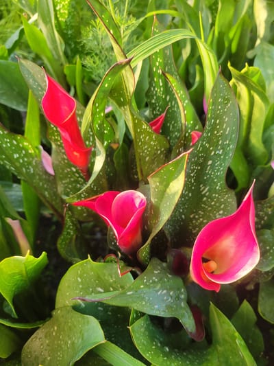 This is a close-up, overhead shot of several vibrant pink calla lilies nestled amongst lush green foliage. The calla lilies, with their characteristic spathe and spadix, are the prominent subjects, showcasing a gradient of color from deep fuchsia at the edges to a softer pink and yellow at the center. Many of the large, glossy green leaves are speckled with white spots, adding a decorative texture. Some leaves show a thin, reddish-purple margin. Water droplets are visible on some of the leaves, suggesting recent rain or dew. The surrounding greenery consists of various shades of green, with some leaves appearing broad and smooth, while others are more delicate and feathery. The lighting suggests it might be daytime, with sunlight casting highlights on the leaves and flowers. The overall impression is one of natural beauty and vibrant flora. There is no visible text in the image.