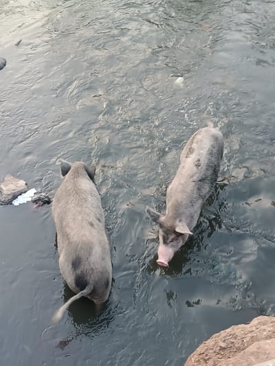 An image depicts two domestic pigs standing in a murky, greyish-brown body of water located in Anantapur, India. The pig on the left, grey with dark patches, is partially submerged and oriented away from the camera, its curled tail visible. The pig on the right, lighter grey with darker markings, faces obliquely to the right, presenting a visible pink snout. Both animals are immersed in water that exhibits surface ripples and contains floating refuse, including white plastic material visible near the left pig. A reddish-brown, textured earthen bank partially occupies the lower right foreground. The scene is captured from an elevated perspective looking down into the water.