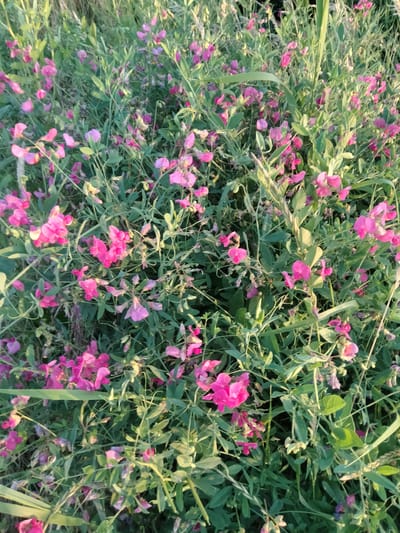 A close-up, high-angle, vertical shot captures a dense patch of wild sweet pea flowers, Lathyrus, in a field. The flowers are predominantly pink, with some variations in shade, and are interspersed with green leaves and stems. The setting appears to be an uncultivated area, possibly a meadow or roadside verge. The image does not contain any people, buildings, or urban infrastructure, suggesting a rural or semi-rural environment. No specific landmarks in Zherebkove, Ukraine are visible. The lighting suggests it is either early morning or late afternoon, with sunlight casting a warm glow on the vegetation.