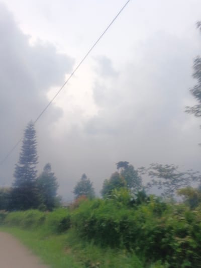 The scene depicts a verdant, semi-rural landscape in Morrumbala, Mozambique, under an overcast sky. The upper two-thirds of the image are filled with diffuse grey clouds, with brighter patches indicating variations in cloud density. A single, thin, dark wire extends diagonally from the upper left to the upper right of the frame. In the lower left foreground, a segment of an unpaved, light-colored road or path is visible, bordered on its right by a strip of green grass. Beyond the grass, the mid-ground is covered with dense, varied green foliage, consisting of shrubs and smaller trees. A tall, slender, conifer-like tree stands prominently on the left side of the mid-background, its dark green form contrasting with the lighter sky. Various other broadleaf trees are scattered across the mid to far background. No individuals, animals, or distinct man-made structures are identifiable. The foreground exhibits motion blur, suggesting the image was captured while moving.