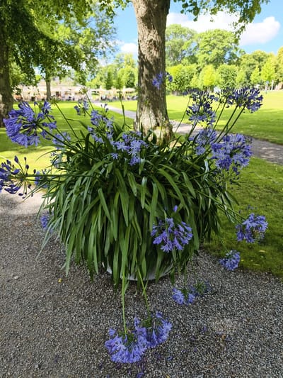 In a park in Ekerö kommun, Sweden, a large pot of Agapanthus flowers stands near the base of a mature tree. The pot is filled with lush green foliage and clusters of purple-blue flowers. Some of the flower stalks droop towards the ground, with a few individual blooms scattered on the gravel path beside the pot. In the background, a pathway winds through a manicured lawn, with more trees and a building with outdoor seating visible further in the distance. The sky above is bright blue with scattered clouds, suggesting a pleasant day. There are no people visible in the image.