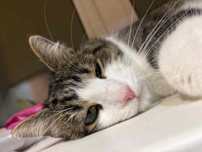 In Капыльскі сельскі Савет, Belarus, a close-up shot captures a tabby and white cat resting on a light-colored surface. The cat is lying on its side, with its head turned towards the camera. Its fur is a mix of grey, brown, and white, with distinct tabby markings on its head and ears. The cat's right eye, a striking green, is partially visible, and its pink nose is softly illuminated. Long, white whiskers fan out from its muzzle, some appearing blurred with movement. A portion of its white chest fur is also visible. In the background, a blurry pink object is discernible to the left of the cat, and a muted brown wall or surface extends behind it. The lighting suggests an indoor setting, likely in a domestic environment.