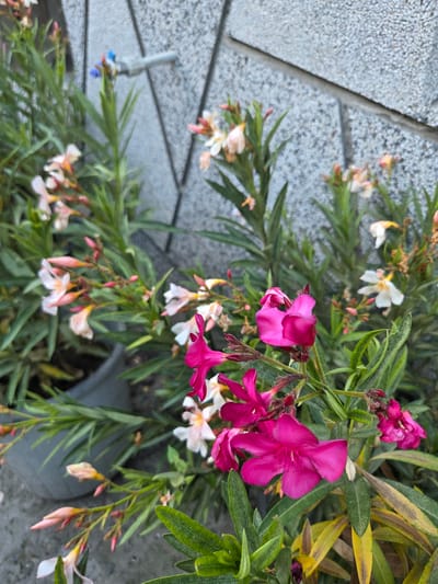A medium shot captures a cluster of pink oleander flowers and greenery against a textured gray concrete wall in Marinka, Bulgaria. A gray planter is partially visible in the lower left. In the upper left, a small blue and silver faucet is attached to the wall. The focus is on the vibrant pink flowers in the foreground, with some lighter pink and white blooms scattered throughout the plant. The leaves are a mix of green and some yellowing, suggesting seasonal change or stress. The scene appears to be outdoors, likely in a garden or residential area. There are no people or animals present.
