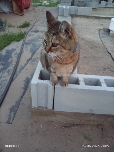 A tabby cat with a blue collar sits on a concrete block. The cat is facing to the left, with its body angled towards the viewer. Its fur is a mix of brown, black, and orange stripes. The cat's left eye appears to be closed or partially obscured, while its right eye is open and looking to the side. Its whiskers are prominent. The cat is positioned on a rough, sandy surface.
In the background, there are more concrete blocks, some stacked, and what appears to be construction materials. A red fabric is draped over an object to the far left. A black hose or cable runs along the ground. The overall setting suggests an outdoor, possibly rural or semi-constructed area.
The time of day appears to be late evening, as indicated by the timestamp "21:09". The date is "23.06.2026". The location context provided is Mykolaivka, Ukraine. The weather is not explicitly discernible, but the lighting suggests it might be dusk or a cloudy day. No specific activity or event is taking place beyond the cat's presence. The scene is quiet and still. The visible text on the image is "REDMI 15C" and the date and time.