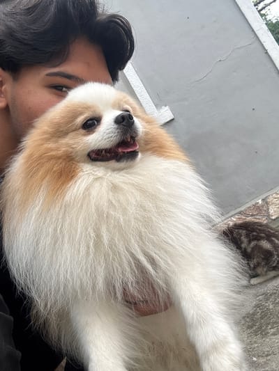 A selfie of a person holding a fluffy dog. The person has dark hair, brown eyes, and appears to be smiling slightly. The dog is white and tan, with its mouth open and tongue visible. The background includes a gray wall and a textured surface, possibly stone or brick. It is not possible to confirm location information of the city of Novi Pazar, Bulgaria from the image.