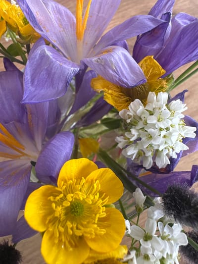 A close-up, top-down shot captures a bouquet of spring flowers, predominantly purple crocuses and bright yellow buttercups, with delicate clusters of tiny white flowers and some dark, fuzzy elements, possibly catkins. The floral arrangement is set against a light-colored, textured background, suggesting a wooden surface. The lighting is soft, highlighting the vibrant colors and delicate details of the petals. The scene is devoid of human presence or activity. The bouquet is located in Sapareva Banya, Bulgaria.