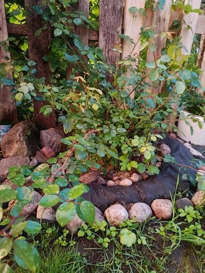The image depicts a close-up view of a rose bush in a garden setting. The bush has numerous green leaves, some of which are covered in water droplets, suggesting it has recently rained or been watered. The rose bush is surrounded by rocks of various sizes and colors, including large grey and brown boulders, as well as smaller pebbles. A black fabric barrier is visible beneath some of the rocks, likely used for weed control. In the background, a wooden fence, constructed from vertical planks, can be seen, with hints of greenery and a white bucket behind it. The ground is covered with grass and soil. The scene appears to be an outdoor domestic garden, possibly in the city of Nesvizh, Belarus, given the context of the prompt. There are no people or animals visible in the image, and no actions are taking place. The lighting suggests it is daytime, with soft, diffused light.