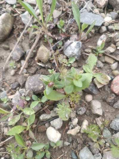 The image is a close-up, ground-level view of small plants growing amongst gravel and dirt. The scene is natural and appears to be outdoors, possibly in a garden or uncultivated area. The plants are varied in size and form, with some featuring small green leaves and others showing hints of reddish-purple discoloration. There are no people visible.
The ground is composed of a mixture of soil, small pebbles, and larger stones, some of which are smooth and rounded while others are rough and angular. The overall impression is one of a natural, somewhat wild setting. The lighting suggests it is daytime, but the weather is not discernible. No specific landmarks or structures are visible to pinpoint a precise location beyond the general context of Mississauga, Canada.
There is no text present in the image. The focus is on the botanical elements and the texture of the ground, with a shallow depth of field blurring the background and emphasizing the foreground plants. One plant in the center right shows a small reddish bud or flower. The general mood is one of natural growth and resilience in a somewhat harsh environment.