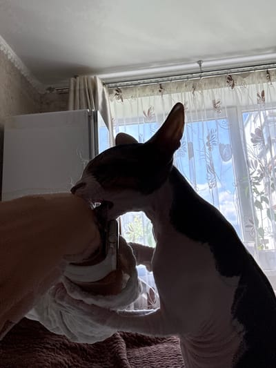 The image shows a Sphynx cat interacting with a person's hand holding a smartphone. The cat is leaning in towards the hand, appearing to lick or nudge it. The background consists of a window with sheer curtains patterned with floral designs, a radiator, and a white wardrobe or cabinet. The scene is indoors, likely in a residential setting, with sunlight streaming through the window. The overall lighting is dim, with the cat and hand silhouetted against the brighter background. There are no clear indicators of the location within Closed administrative–territorial formation "Mezhgorye", Russia.