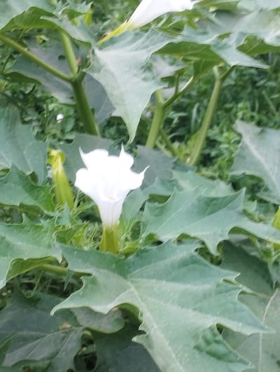 A close-up, vertical shot showcases a white trumpet-shaped flower with a green stem, nestled amongst large, serrated green leaves. The flower, the primary subject, is in the center-right of the frame, with its delicate petals unfurling. To the left of the flower, a bud in a similar green hue is visible, also surrounded by foliage. The background is a blur of green, suggesting a lush, natural setting. The lighting appears soft, hinting at either early morning or late afternoon, and there are no indications of specific weather conditions. The image is devoid of any text. The scene is set in Маданият, Kyrgyzstan.