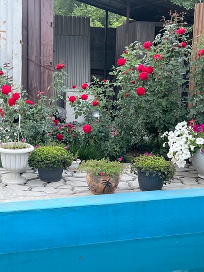 In Qoyankus, Kazakhstan, a vibrant garden scene unfolds with an array of red roses and white petunias in full bloom, set against a backdrop of weathered industrial structures, including a corrugated metal fence and a large, light-colored shipping container. Several potted plants, including a lush green succulent and a terracotta pot adorned with a palm tree motif, are arranged on a stone pathway. A bright blue, partially visible structure, possibly a pool or fountain edge, occupies the foreground. The image captures a lively outdoor space, likely a residential backyard or communal area, where nature's beauty contrasts with man-made elements.
