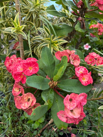 This is a close-up, overhead shot of a cluster of vibrant pink and white flowers, likely Crown of Thorns (Euphorbia milii), with their characteristic thick, green leaves. The flowers are in various stages of bloom, with some appearing more open and others still budded. Tiny water droplets are visible on the petals and leaves, suggesting it may have recently rained or been watered.

The plant is situated in a garden setting, with other foliage visible in the background. To the left, a variegated plant with long, spiky leaves in shades of green and yellow creates a contrasting texture. The background also includes hints of darker green leaves and some dry, brown plant matter, indicating a natural outdoor environment. A single, small, pale pink flower with five petals is visible in the upper left portion of the frame, adding to the floral diversity of the scene. The overall impression is one of lush, tropical greenery, typical of a location like Klungkung, Indonesia. No people or text are visible in the image.