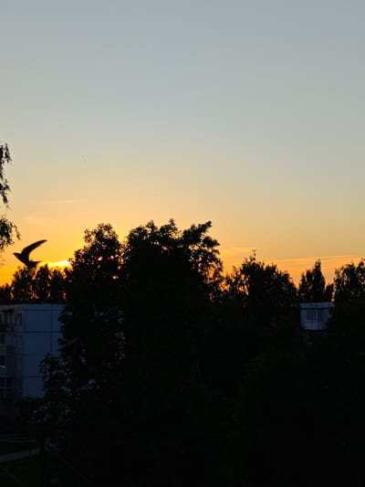 A silhouette of a bird in flight against a vibrant sunset sky. The sun is partially obscured by the dark canopy of trees, casting an orange glow that transitions to a soft yellow and then to a pale blue at the top of the frame. The bird, with its wings outstretched, is positioned in the upper left quadrant of the image. Below the sky and trees, the dark silhouettes of apartment buildings are visible, suggesting an urban or suburban setting. The trees are dense and appear leafy, creating a strong contrast with the brightly lit sky. The time of day is clearly evening, indicated by the sunset. The overall mood is peaceful and serene, with a touch of drama from the bird's flight and the intensity of the sunset. There are no visible people or text in the image. The location context suggests the scene is from Zaklinye, Russia.