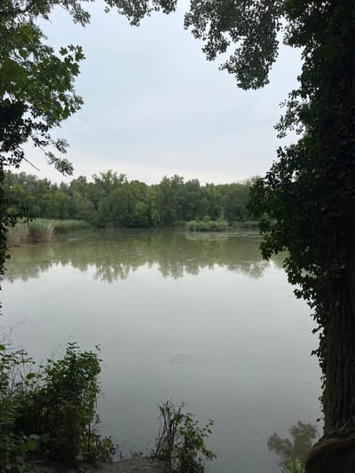 The image depicts a tranquil natural scene overlooking a calm body of water, likely a lake or pond, bordered by dense green foliage and trees. The water's surface is murky and reflects the overcast sky and the surrounding vegetation. In the background, a thick line of trees forms a lush green barrier. The foreground shows the edge of the water with some reeds and other plants growing. The scene is framed by the branches and leaves of trees in the foreground, suggesting a natural setting, possibly within a park or a rural area. There are no people or animals visible in the image. The sky is a uniform grey, indicating an overcast or cloudy day. The overall impression is one of peaceful seclusion within a verdant environment. Based on the provided context, this scene is located in Étrembières, France.