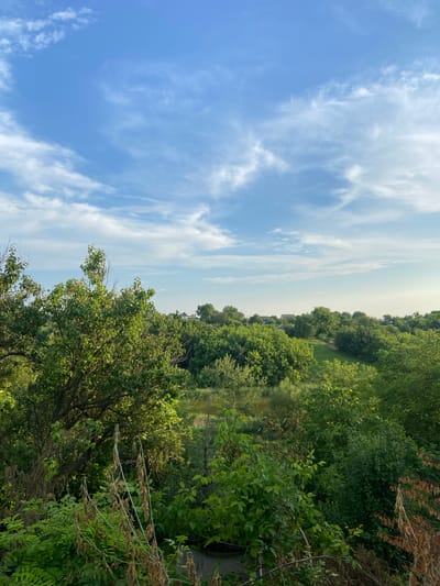An exterior, vertical, eye-level shot captures a vibrant landscape under a partly cloudy blue sky in Mala Vilshanka, Ukraine. Dense, lush green foliage dominates the foreground and middle ground, with a variety of trees and bushes. In the distance, a small body of water is visible, bordered by reeds. Beyond the trees, several modest houses with white roofs are scattered across a gentle hill. The overall impression is one of a serene, rural setting on a clear day.