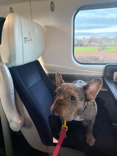 The image depicts a grey/brindle French Bulldog standing on a dark blue fabric seat cushion inside an Avanti West Coast First Class train carriage. The train's interior features a cream-colored leather headrest with the "AVANTI WEST COAST FIRST" logo printed in orange and black. The dog wears a black collar and a red leash with a yellow clip, which extends downwards from its neck. Its ears are erect, and it looks directly at the viewer. Through a rounded rectangular window to the right, a rural or semi-rural landscape is visible, including a green field, an expanse of brown earth, trees with some bare branches, and distant buildings under a cloudy sky. The environment is consistent with travel on the West Coast Main Line, which passes through regions such as North Warwickshire, United Kingdom. No other individuals are present in the visible frame.
