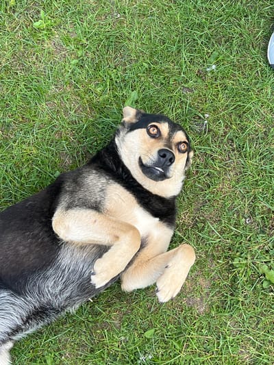 An outdoor, eye-level, full shot captures a dog lying on its back in a grassy area. The dog is a medium-sized mixed breed with black, tan, and grey fur. Its head is tilted slightly, and its eyes are wide open and alert, with a playful expression. Its mouth is open, revealing a few teeth. The dog's paws are tucked towards its chest. The background is a blur of green grass, indicating an outdoor setting. There are no people visible in the image. The context of Vertelka, Ukraine, is not directly inferable from the visual elements of the image itself.