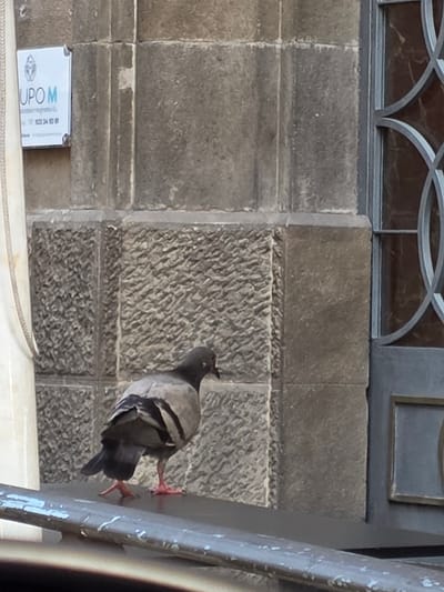 A pigeon is perched on a grey metal pole, viewed from a slightly low angle. The pigeon is facing away from the viewer, with its head turned to the left. It has grey and white feathers, with hints of iridescent green and purple on its neck. Its legs and feet are bright red. The pigeon is in the foreground, and behind it is a textured stone wall. The wall is made of large, rectangular blocks of grey stone, with some horizontal banding. Above the stone wall is a decorative metal archway and a dark, possibly wooden panel. To the left of the stone wall, at the bottom of the frame, is a small white sign with text and a logo. The text on the sign is partially visible and appears to be "UPO M" and some numbers. The overall scene appears to be outdoors, possibly in a public space or architectural setting. The lighting suggests it is daytime, with no specific indication of the weather. The location is suggested to be Santa Cruz De Tenerife, Spain.