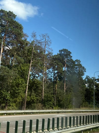 The image depicts a roadside scene near a dense forest under a clear blue sky with sparse white clouds. The view is from a slightly elevated perspective, possibly from inside a vehicle, evidenced by a subtle reflection diagonally across the upper right quadrant.

In the foreground, a multi-lane asphalt road with distinct white lane markings stretches horizontally across the lower third of the frame. Immediately adjacent to the road, a silver metal guardrail runs parallel to the asphalt. Below this guardrail, a series of uniformly spaced, dark green, vertical rectangular posts are visible, extending along the bottom of the image.

Beyond the road and guardrail, a dense mixed forest dominates the middle ground and background. The forest is primarily composed of tall, dark green coniferous trees, specifically pine trees, interspersed with some deciduous trees with lighter green foliage. Prominently positioned within the forest, slightly left of the center, are at least three very tall, slender, bare trees, devoid of leaves or needles, indicating they are dead or dying.

A street light pole with an extended arm is visible on the far right, partially obscured by the tree canopy, and another pole is partially visible on the far left. The scene is illuminated by bright daylight, casting no discernible long shadows. There are no individuals, vehicles (other than the implied viewpoint), or specific actions visible within the frame.

This scene is located in the vicinity of Korostyshiv, Ukraine.