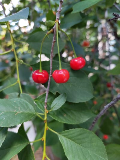 This media file shows a close-up view of a cherry tree branch with several ripe cherries. The cherries are a vibrant red color and appear to be hanging from thin green stems. They are clustered together, with three cherries prominently displayed in the foreground. The background is softly blurred, revealing more green leaves and branches of the tree, as well as some out-of-focus red cherries in the distance. The lighting suggests it is daytime, likely with diffused sunlight filtering through the leaves. The setting is a natural outdoor environment, consistent with a cherry orchard or a garden. There are no people or visible text in the image. The focus is entirely on the fresh cherries and the surrounding foliage.