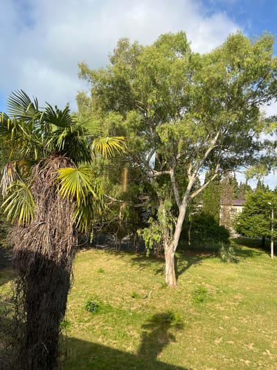 The image shows a sunlit park area with lush green grass and various trees. In the foreground on the left is a large, mature palm tree with a thick, shaggy trunk covered in dried fronds, and vibrant green leaves fanning out. To the right of the palm tree is a tall eucalyptus tree with a pale, smooth trunk and a full canopy of delicate green leaves, casting a shadow on the grass below. In the background, there are more trees, including what appear to be cypress trees, and a building with a brown roof. A paved pathway is visible through the trees. The sky above is partly cloudy with blue sky peeking through. The overall scene suggests a pleasant day in a park or garden in Pitsunda, Abkhazia.