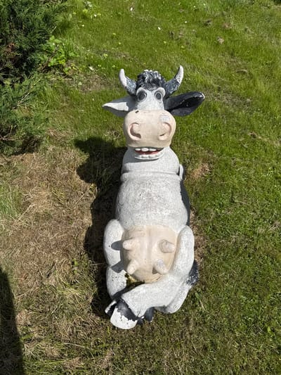 A concrete garden statue of a cartoonish cow sits upright in a grassy yard. The cow has a light gray body with black patches on its ears, horns, and hooves. Its face is rendered in a light beige color with large, round black eyes, a pink mouth with visible teeth, and a wide, smiling expression. The statue depicts the cow with its front legs crossed over its chest, and its udder is prominently displayed. The background is a mixture of green grass and dry, patchy ground, with a dark shadow cast on the left side of the image. A dark green evergreen bush is visible in the upper left corner. The scene is outdoors, under natural lighting.