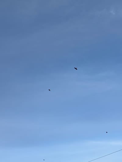 The image shows a clear blue sky with some wispy clouds. There are three birds flying in the sky, appearing as dark silhouettes against the bright background. One bird is in the upper center, another is to the left and slightly below it, and the third is in the lower right corner, very small and distant. A thin, dark line, possibly a wire or string, is visible in the lower right corner of the image. The overall scene suggests an outdoor environment on a bright day. The image was taken in Vorsma, Russia.