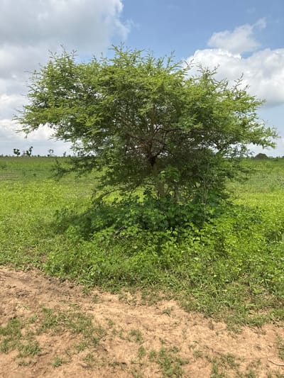 The media file depicts a landscape scene, likely in Garin Dogo, Nigeria. The primary subject is a lone tree with sparse, green foliage, positioned slightly off-center to the left of the frame. The tree is in the foreground and middle ground. To the right of the tree, there is a patch of dry, sandy soil with some sparse vegetation. Beyond the tree, a vast expanse of green grass stretches towards the horizon. The sky is visible in the upper left quadrant, characterized by a mix of bright blue and fluffy white clouds, suggesting a daytime setting with fair weather. The overall impression is one of a rural, natural environment. No people or specific objects are discernible, and no text is visible. The lighting indicates it is daytime, likely mid-morning or afternoon, given the clear sky and the intensity of the sunlight casting shadows. The scene is serene and appears to be an outdoor shot taken in a natural setting.