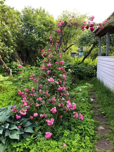 The image depicts a lush, overgrown garden with a focus on a large climbing rose bush laden with pink flowers. The rose bush is trained to grow up a weathered wooden post and also extends over the roof of a small wooden structure with white siding. The garden is filled with various green foliage, including hostas in the foreground, and a stone pathway winds through the greenery. In the background, trees are visible, along with a glimpse of a rural house and fence, suggesting a location in a dacha or village setting. The overall impression is one of a slightly wild, yet beautiful, natural space in the city of Krasnaya Presnya SNT, Russia.