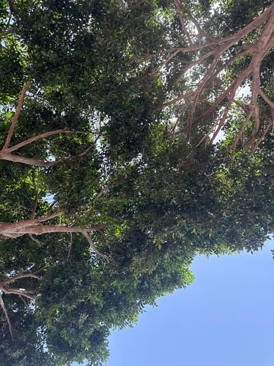 A low-angle shot looks up through the dense, green canopy of a large tree, with its branches extending outwards. The sky is visible through the gaps in the leaves, a clear, bright blue. Sunlight filters through the foliage, creating dappled light and shadows. The tree appears healthy, with many small, oval-shaped leaves. The scene suggests an outdoor environment, likely a park or garden, possibly in Campillo Del Moro, Spain. There are no people or animals visible in the image.