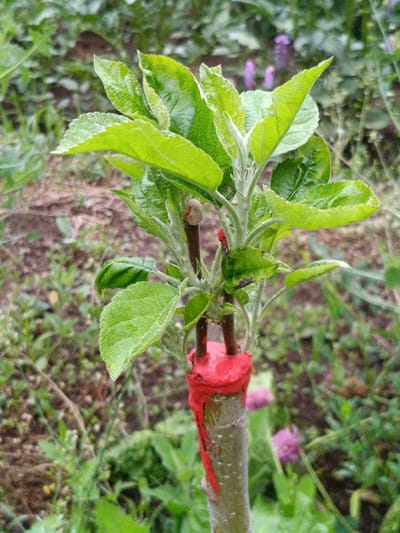 A close-up, eye-level, full shot captures a young, grafted apple tree seedling against a blurred background of green foliage and brown soil, likely in Martuni, Armenia. The seedling's stem is wrapped in bright red grafting tape near its base, where two branches have been joined. Above the tape, new, vibrant green leaves are unfurling from the top of the stem, with smaller, developing leaves also visible lower down. One small, light-brown bud is present on the upper stem, to the right of the main growth. The overall impression is one of healthy, ongoing growth in a garden or orchard setting.