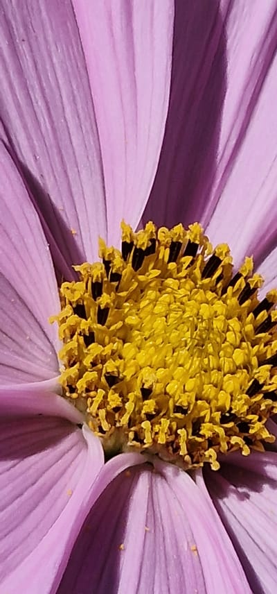 This is a close-up, macro photograph of a purple flower, likely a daisy or cosmos, with a bright yellow center filled with stamens. The petals are a soft lavender color with visible veins and some pollen scattered on their surfaces. The lighting creates shadows on the petals, adding depth and texture to the image. The background is a soft blur of purple and dark shadows. This image was captured in Saulkrasti, Latvia.