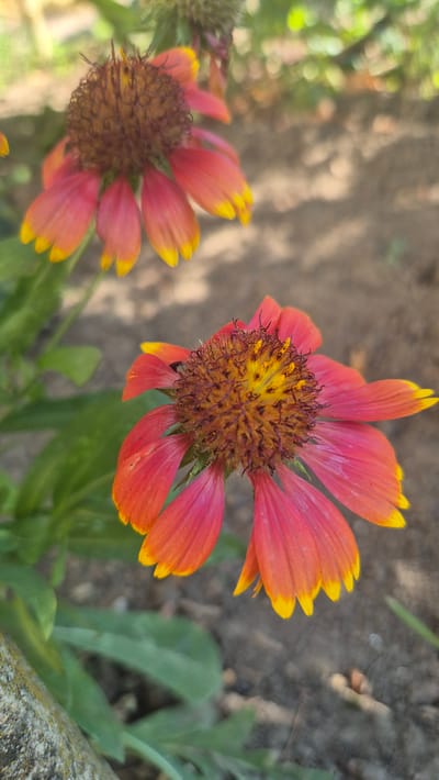 This is a close-up, vertical, outdoor photograph of two Gaillardia flowers. The flower in the foreground is in focus, while the flower behind it is slightly blurred. The flowers have red petals tipped with yellow and a brown, spiky center. Green leaves and brown, dry earth are visible in the background. The image appears to have been taken in a garden or natural setting. The location is identified as Butovo, Bulgaria. No people or actions are depicted.