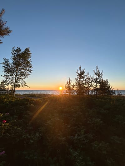 The image depicts a serene sunset scene at the beach in Meremõisa, Estonia. The sun, a bright orb, is low on the horizon, casting a warm, golden glow across the sky and water. The sky transitions from a deep blue at the top to a soft orange and yellow near the horizon. In the foreground, lush green foliage and bushes are visible, with a few pink flowers adding pops of color. Several pine trees are silhouetted against the vibrant sky, their branches reaching upwards. To the left, a lone deciduous tree stands with its leaves rustling in the gentle breeze. The calm sea stretches out to the horizon, its surface reflecting the colors of the sunset. The overall atmosphere is peaceful and tranquil, characteristic of a quiet evening by the Baltic Sea.