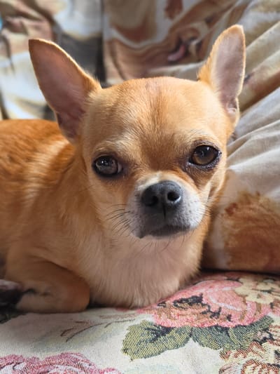 The media file is a close-up, vertical shot of a tan Chihuahua dog resting on a patterned fabric surface. The dog is facing the camera, with its head tilted slightly. Its large, dark eyes are prominent, reflecting light. The dog's nose is dark and appears wet. Its ears are large and stand upright, with one ear partially visible on the left side of the frame. Fine whiskers are visible around its snout. The dog's fur is short and a warm tan color.
The background consists of two distinct patterned fabrics. To the left, a lighter-colored fabric has a faint, repeating pattern that appears to be an abstract design or possibly an image of a dog. To the right, a richly patterned fabric features floral motifs in shades of pink, green, and beige.
The lighting suggests it is daytime, with natural light illuminating the scene. There are no visible signs of extreme weather conditions. The overall mood conveyed is one of relaxation and comfort, as the dog appears to be peacefully resting. The location is specified as Krasnochervonnyi, Russia, though no specific landmarks or cues within the image definitively confirm this. No text is visible in the media file.