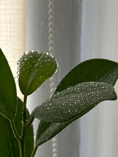 This is a close-up photograph of a plant with many water droplets on its dark green leaves. The background consists of a sheer curtain, possibly white or light gray, with a beaded trim on the right side. The lighting suggests a soft, natural light source, possibly from a window. The image is in focus on the plant and its leaves, with the background slightly blurred. There are no people or animals visible in the image. The location in the city of Troitske, Ukraine is not depicted or inferable from the image itself.