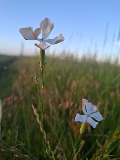 The image depicts two small, white, five-petaled flowers in a grassy field under a clear blue sky. The flowers have delicate, notched petals with a hint of pink on the edges. One flower is larger and in focus, positioned slightly to the left of the frame, while the other is smaller and out of focus towards the bottom right. The background consists of tall, blurry green grass and stalks, suggesting a natural outdoor environment. The lighting indicates it is likely early morning or late evening. The location is identified as Krasnaya Skala, Russia. There are no people or animals visible in the image. The scene is static and peaceful, focusing on the natural beauty of the flowers and their surroundings.