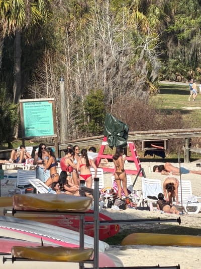 This image depicts an outdoor recreational swim area located in Micanopy, United States, under bright, natural sunlight. The foreground features a sandy expanse, bordered by a dense backdrop of subtropical vegetation, including palm trees, deciduous trees, and trees draped with Spanish moss.

In the mid-left, a light green sign on a wooden post is visible, stating "SWIM AREA RULES" and "Swim Area Capacity: 30 Persons." Approximately 18-20 individuals, primarily young adults, are present in the sandy area. Most are dressed in various swimwear, including bikinis (blue, red, brown, black) and swim shorts.

Several white plastic or fabric loungers are scattered across the sand. A red A-frame structure, possibly a lifeguard stand, stands in the mid-right, partially covered by a dark green tarp. To its right, a wooden boardwalk runs horizontally, with an open wooden box-like structure beneath it, containing a long orange float.

Specific actions include: a male reclining on a white lounger while viewing a phone; groups of females standing and conversing, one female in a blue bikini holding a light object, another in a red bikini, and one in a brown thong bikini holding a white cup. One female wears a red life vest over her swimsuit. A male is lying face down on the sand in blue shorts to the right of the A-frame. In the lower right, a female in a dark mesh top kneels or bends over another individual lying on a lounger. In the far background, two males walk on an elevated grassy bank, one in a light blue shirt, the other shirtless.

The immediate foreground is occupied by a metal rack holding several stacked kayaks or canoes, visible in yellow, pink/red, and gray colors.