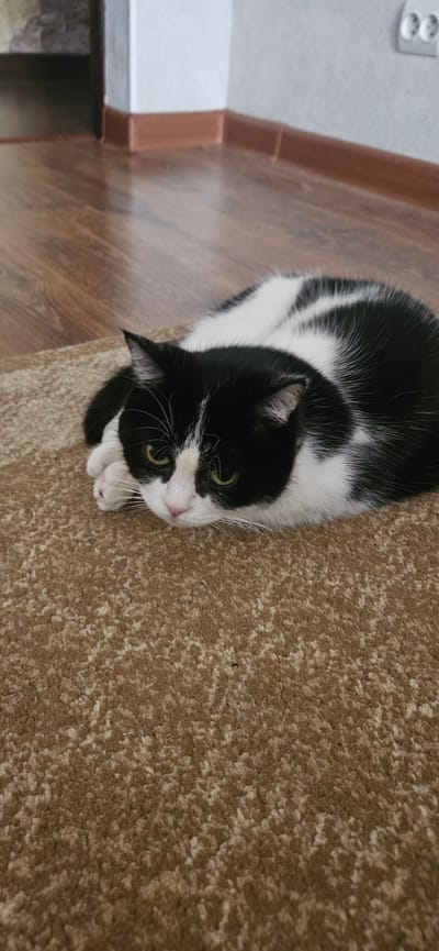 A black and white cat is lying on a brown carpet. The cat is facing the camera with its paws tucked under its body. Its eyes are partially closed and its expression appears calm. The background shows a wooden floor and a wall with an electrical outlet. The scene is indoors, likely in a residential setting. There is no indication of the location being Alatau, Kazakhstan.