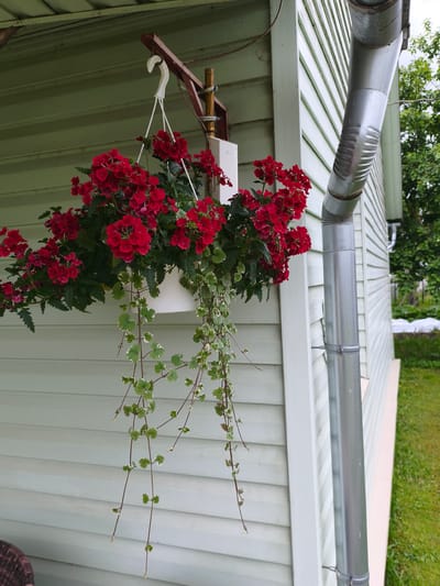 The image shows a hanging planter filled with red flowers and trailing green vines, suspended from a hook on a porch or overhang. The planter is white and appears to be made of plastic. The house siding is light green, with horizontal lines. A silver downspout runs vertically along the side of the house. In the background, there is green grass and trees. The scene appears to be outdoors in a residential area. The location is the city of Brodi, Latvia.